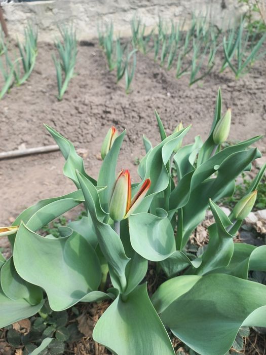 Тюльпаны красные и желтые на срез.