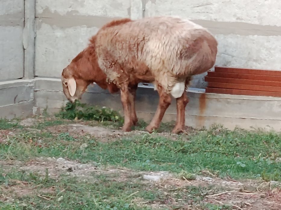 Продам боранов  кошкар арашановский