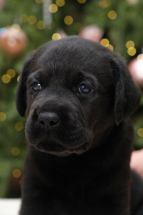 Щенки лабрадора ретривера