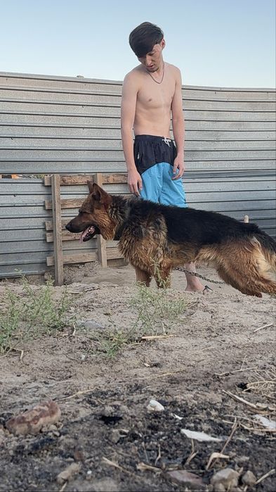 Немец овчарка сатылады срочно