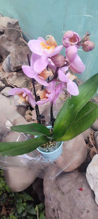 Орхидеи новые в наличии