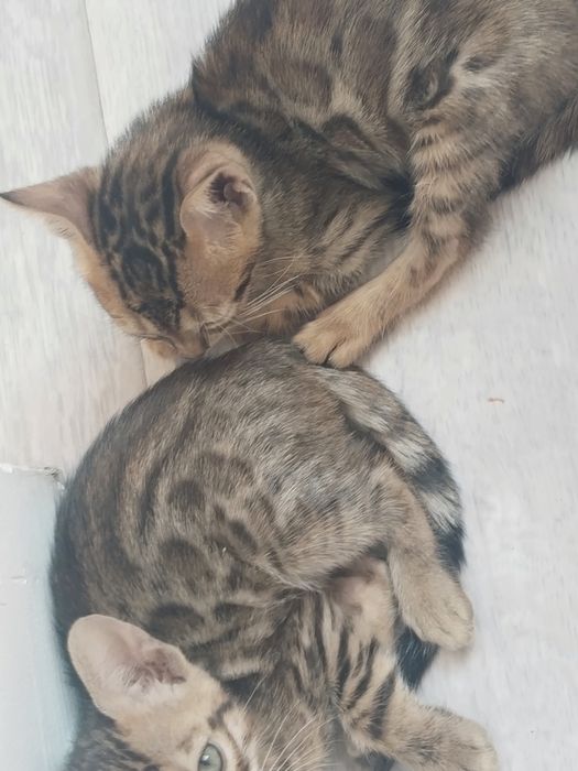 Продам бенгальских котят