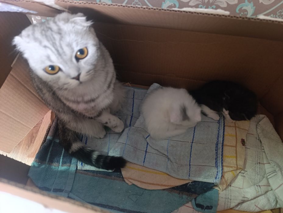 продам котят веслоухие