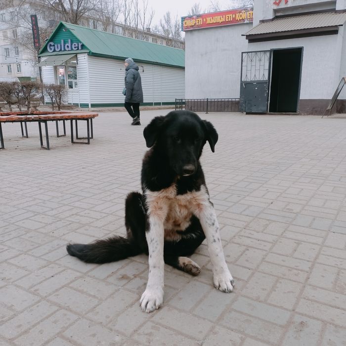 Пристраивается в добрые руки собака