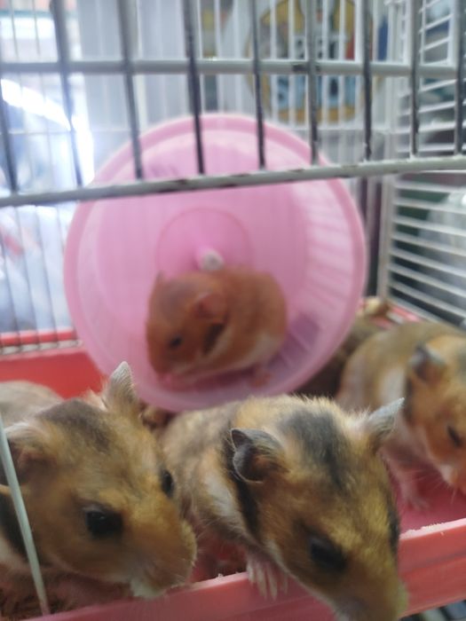 В продаже хомяки