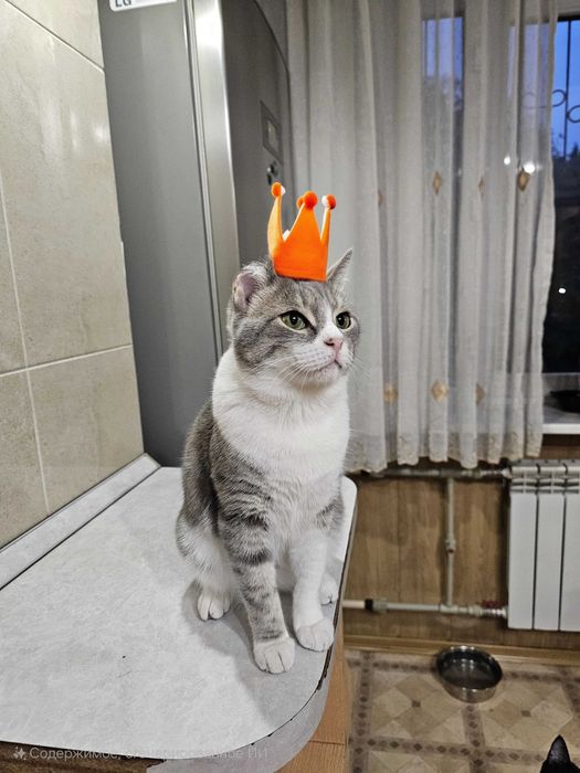 Ищет дом очаровательный котик!