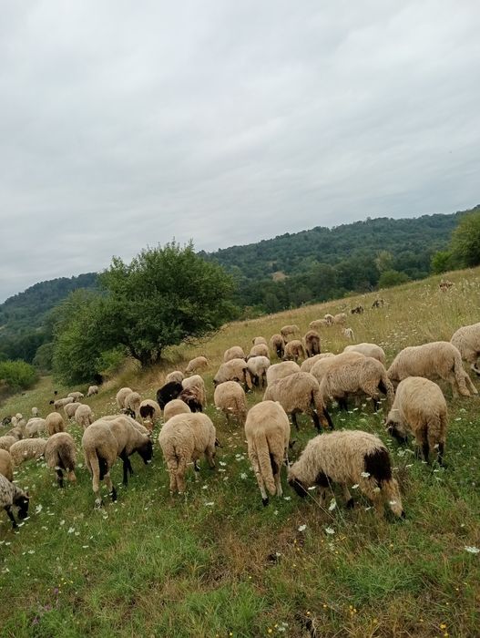 Vând Oi Breze, preț negociabil