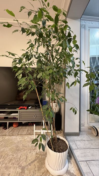 Комнатные растение