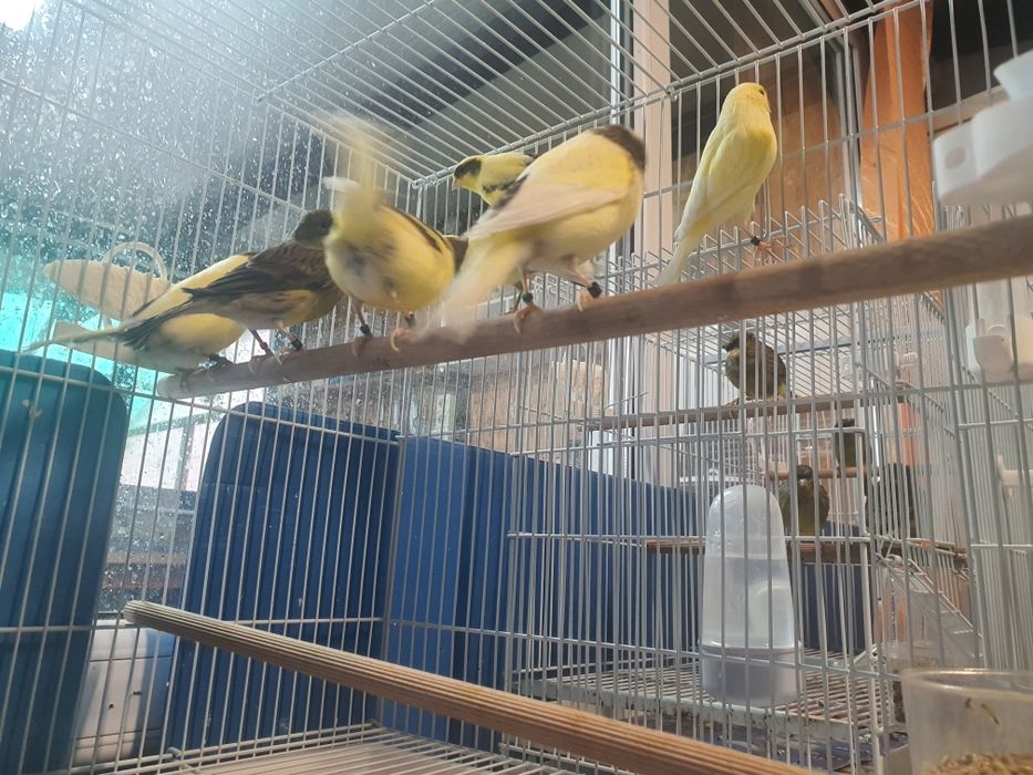 Vând  canari Timbrando inelati