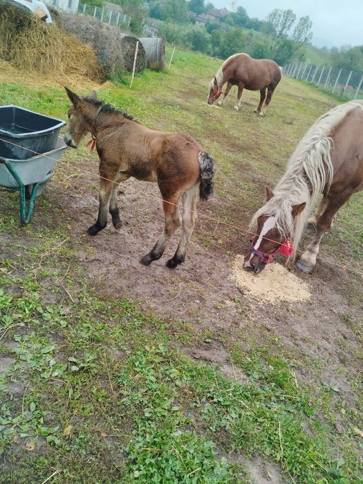 De vânzare 2 iepe gestante