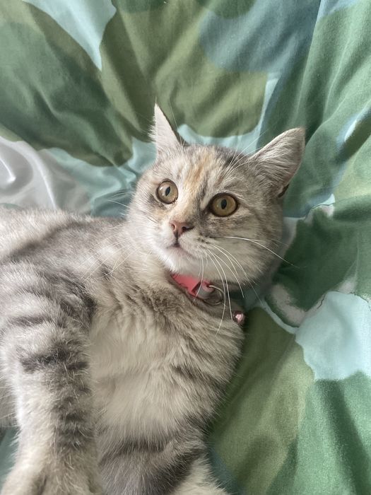 Срочно отдам кошку в добрые руки!!!