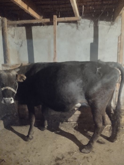 Срочна сатылады Алатау парода буаз