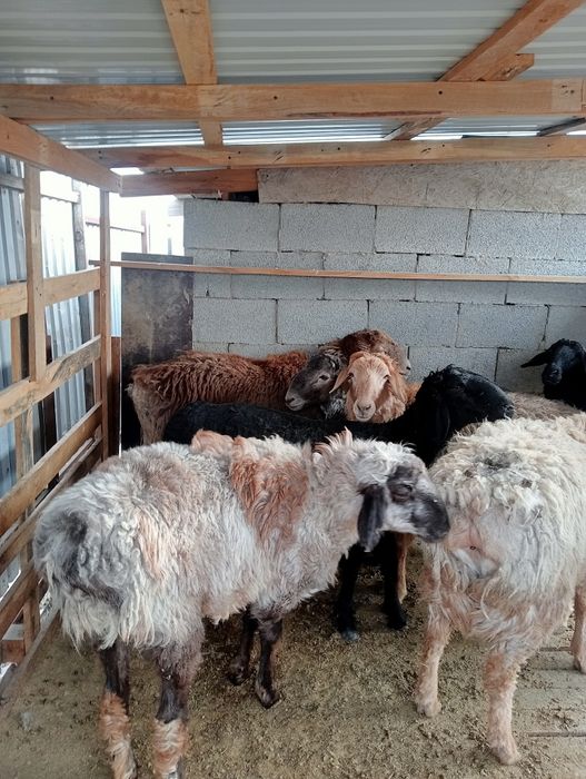 Ісек қошқар тоқтылар сатылады