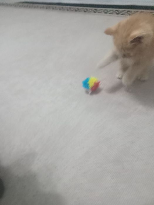 Котенок  девочка 2 мес