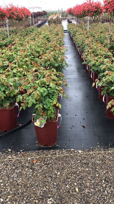 Trandafiri de toate culorile