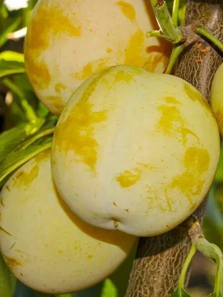 Продам местные  саженцы сливы