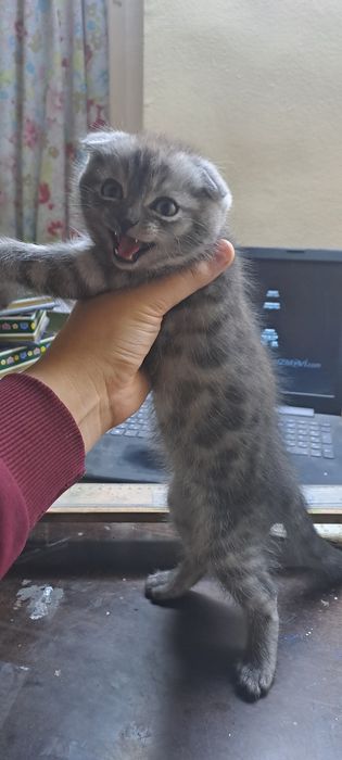 Skottish fold 2 oylik