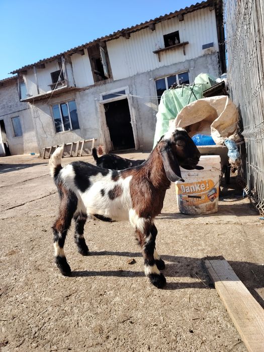 Țăpisor anglo nubian