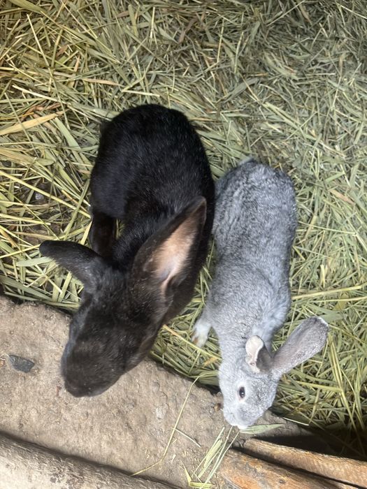 Продам кроликов оптом