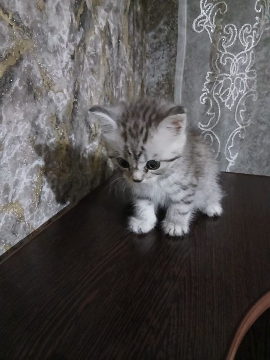 Отдам породистого котенка в добрые руки,мальчик.