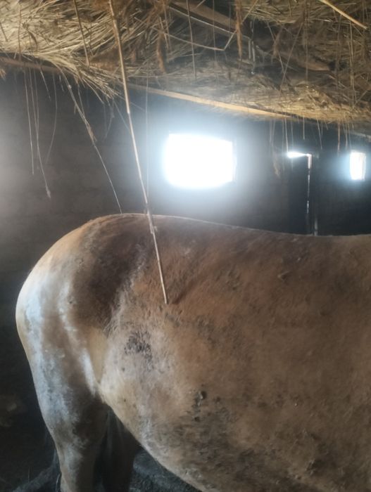 Семіз байтал сатылады