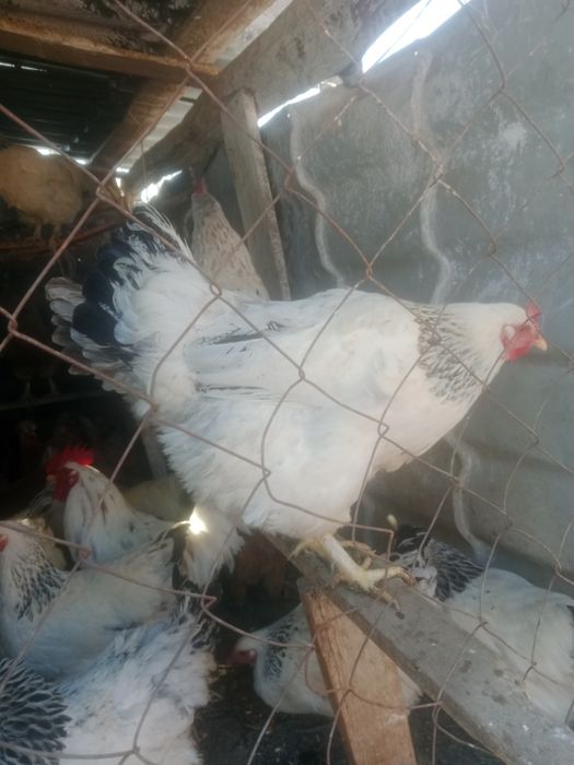 Куры продам молодой