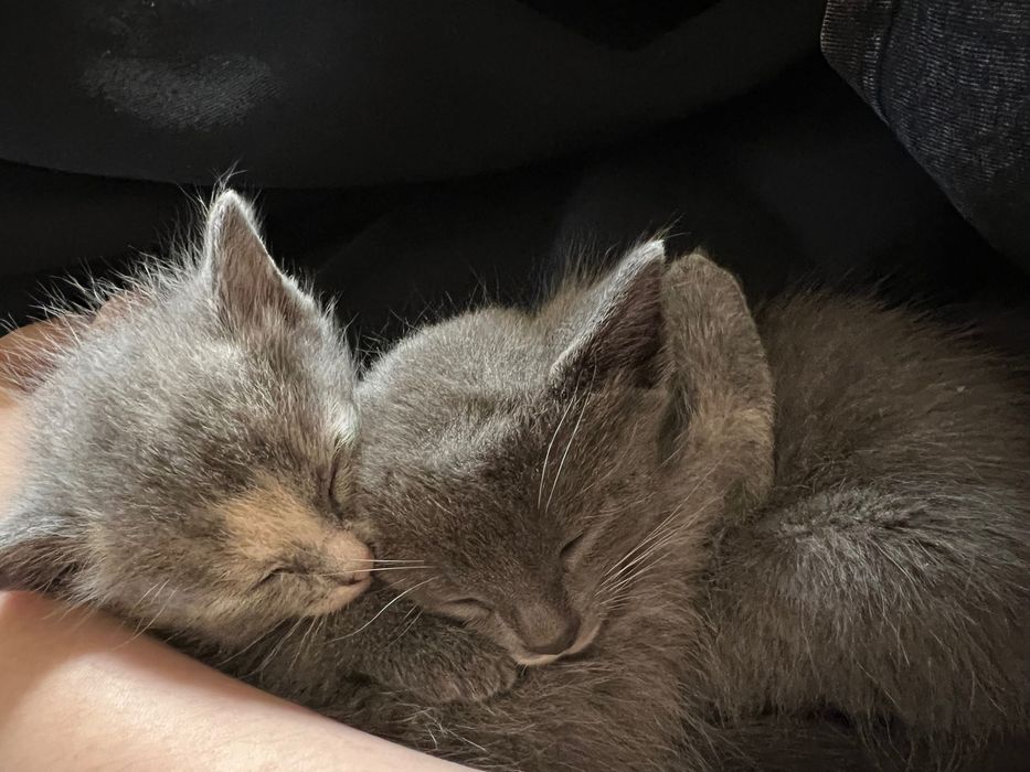 Котята 1 месяц ищут дом