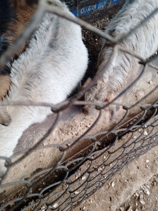 Козы дойные двух-трёх лет