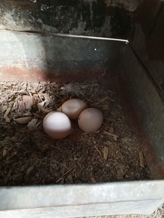 Loman sendin tovuqlar