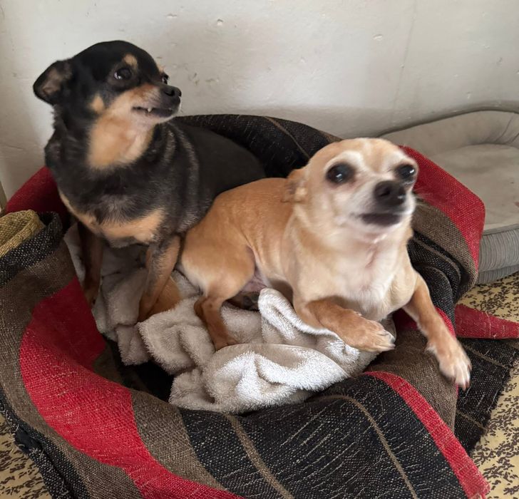 Кучета -мини пинчер/чихуахуа/подаряваме/