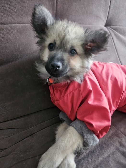 Ишем  дом для щенка.