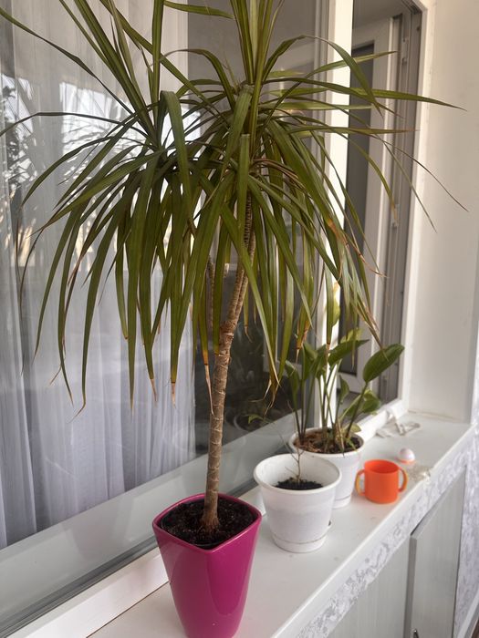 Бөлме гүлдері сатылады 30см -1м,