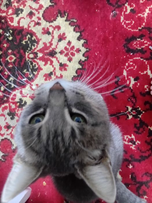 Бесплатно кот мужик