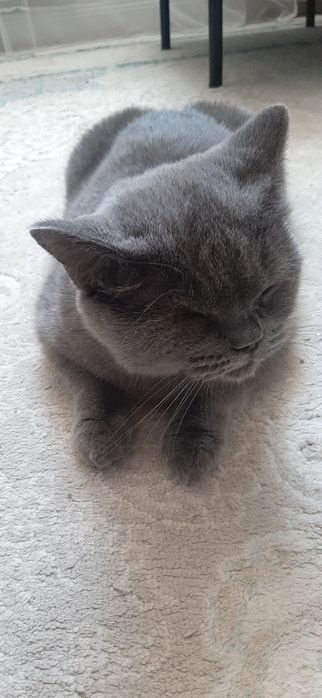 Отдам британскую кошку
