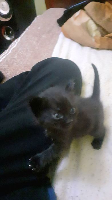 Котята даром в добрые руки
