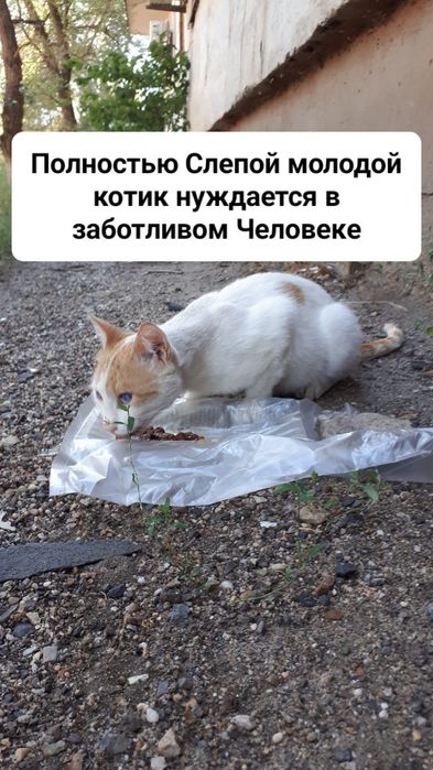 Кот мальчик в добрые руки