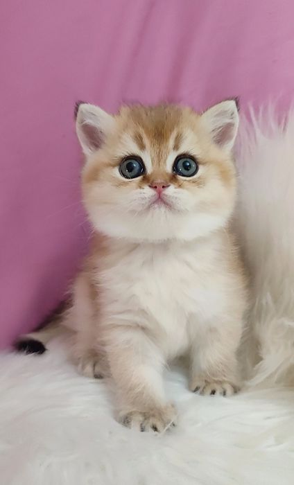 Золотая шиншилла