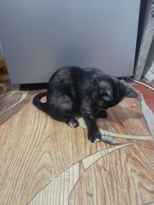 Шикарная кошечка в добрые руки