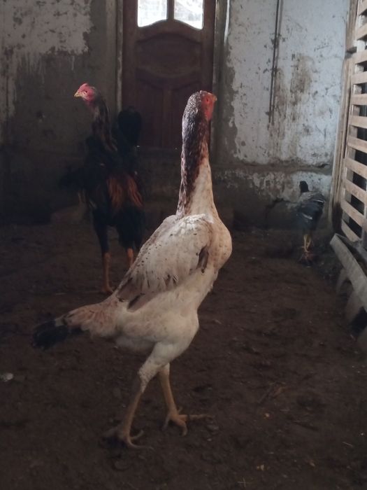 Карея хуроз 7 ойли Жужа зоти тайин  оган барака топади ,макиён хам тоз