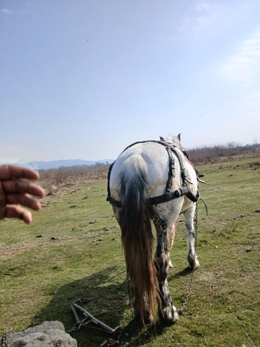 Iapa de vânzare forte blândă mai multe detalii în privat