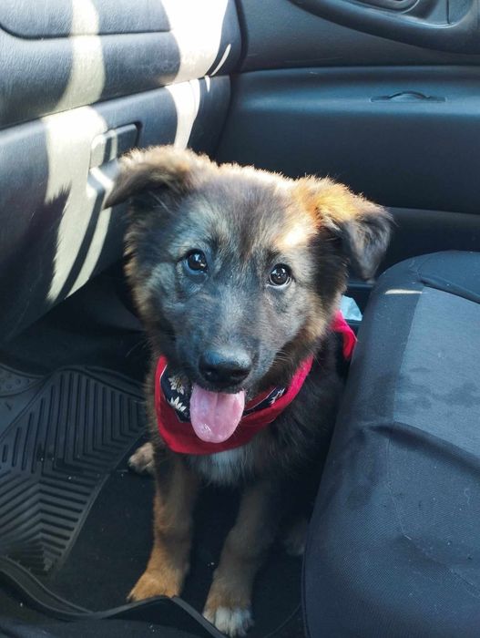 Женско кученце търси дом