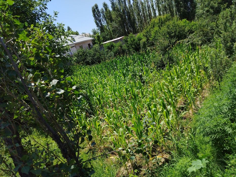 Agarot sotiladi yangiyo'l tuman mirzaboboyevda 10sotix bog'i bilan