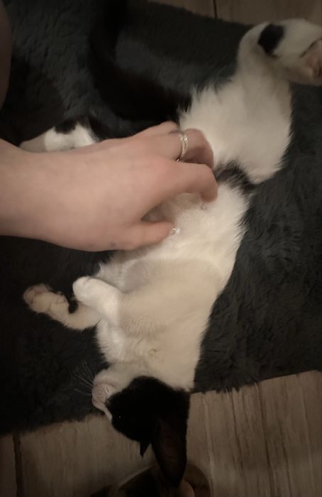 Ласковая кошечка ищет семью