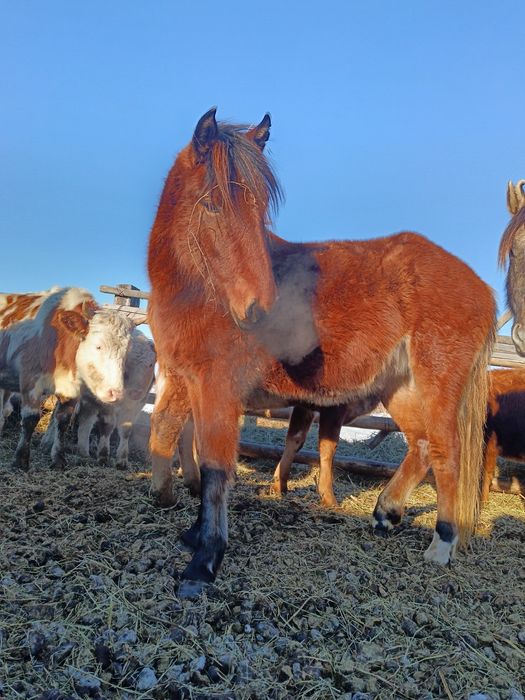 Екі бас байтал сатамын. Жасы 2.6