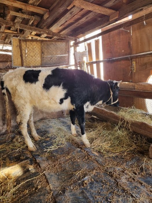 Қашар сатылады шұғыл түрде!!!