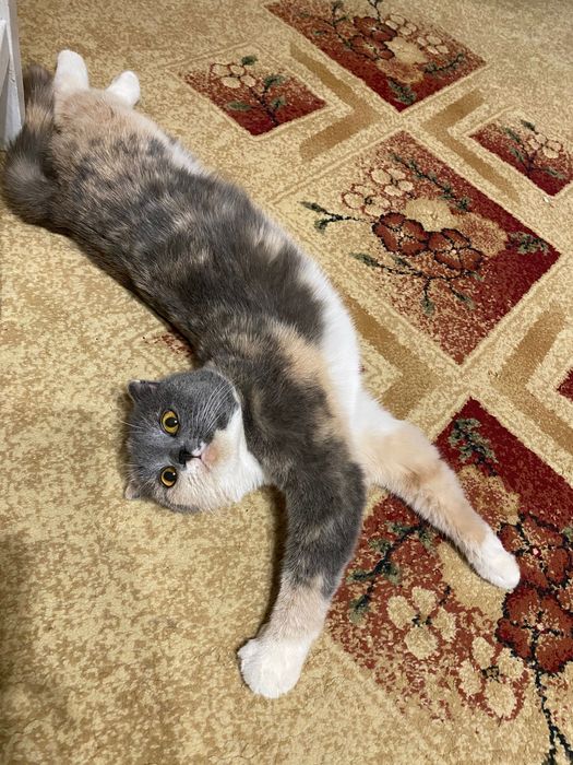 Продам ковер .  .