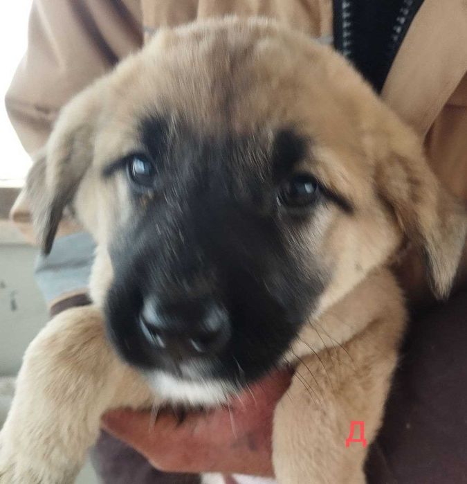 Отдам щенят в добрые руки