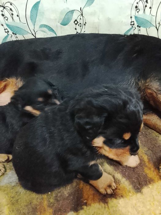 Продам щенков породистые