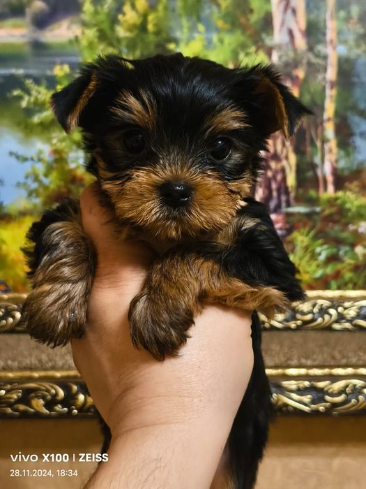 Очаровательные щенки Йорка.