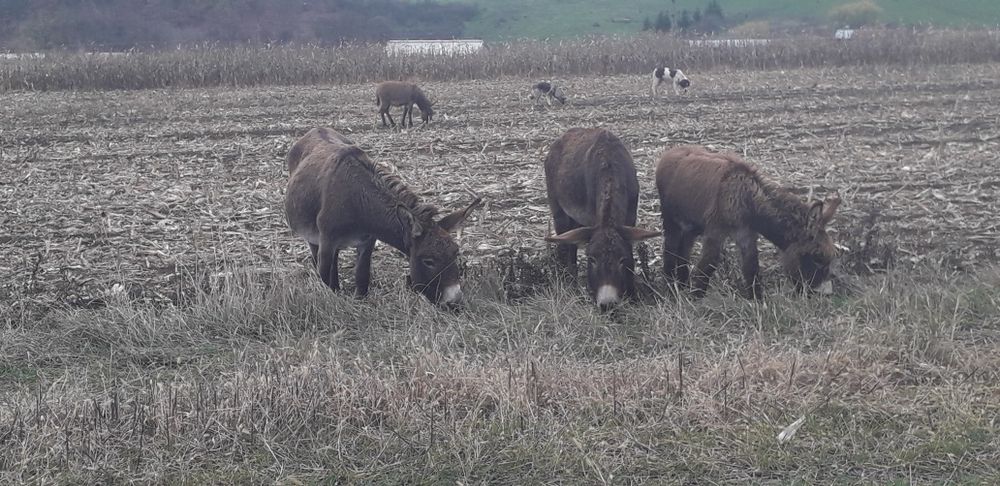De vanzare două magarite